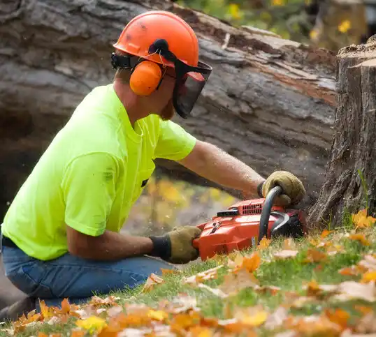 tree services Petal